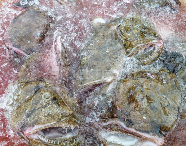 Angler Fische frisch eisgekühlt Wasser Mund Stock foto © prill