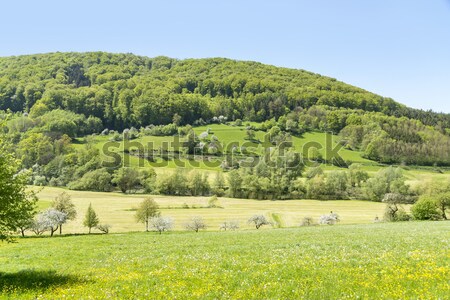 商业照片 乡村 春天 风景 晴朗