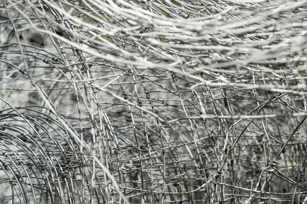 entangled mesh wire Stock photo © prill