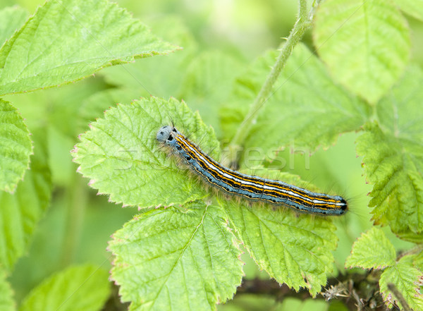 Lackey moth caterpillar Stock photo © prill
