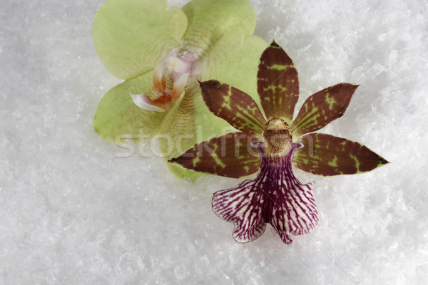 two orchids in the snow Stock photo © prill