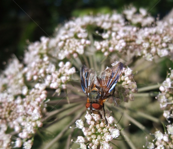 Diptera fly at summer time Stock photo © prill