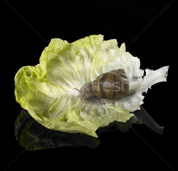 Grapevine snail on green lettuce leaf Stock photo © prill