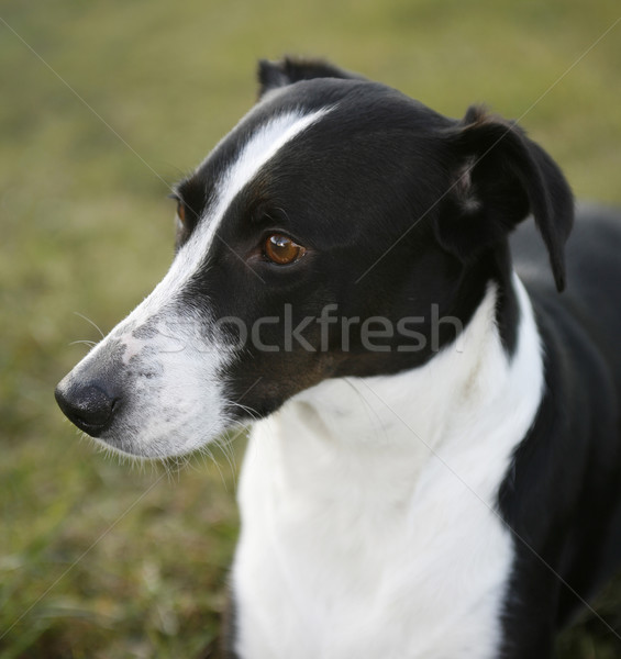 dog portrait Stock photo © prill
