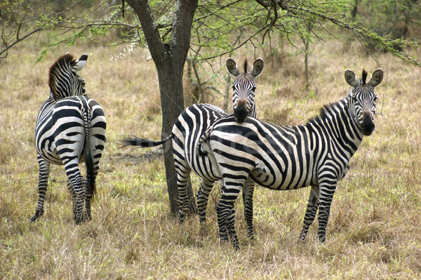 Foto stock: Zebras · África · Uganda · árvore · natureza · cavalo