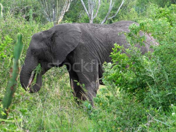 Foto stock: Elefante · verde · vegetação · Uganda · África · grama