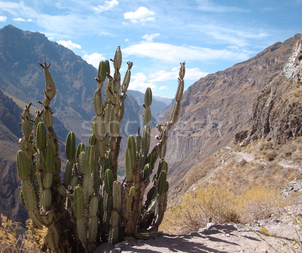 Kanyon manzara Peru güney amerika doğa yeşil Stok fotoğraf © prill