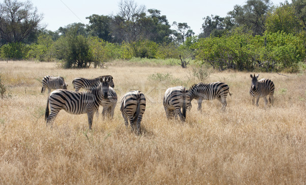flock of zebras Stock photo © prill