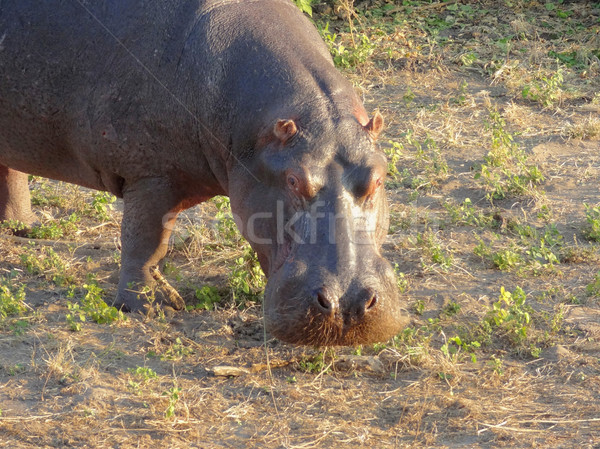 Hippo portrait Stock photo © prill