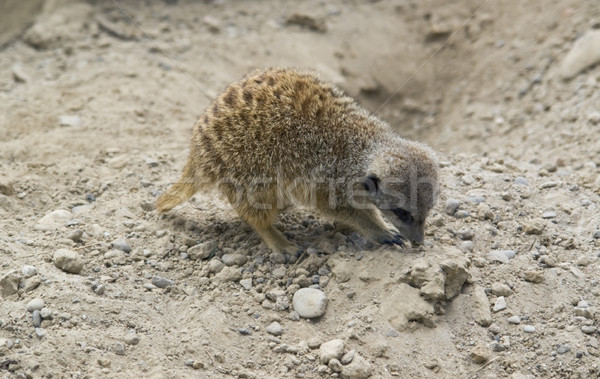 Meerkat digging in stony ground Stock photo © prill