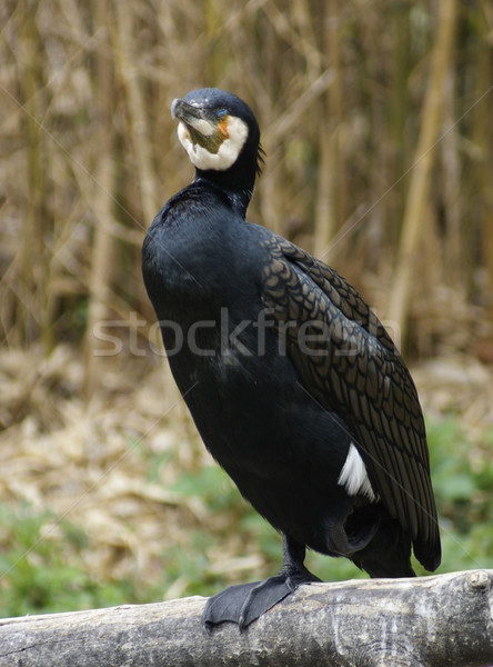Great Cormorant Stock photo © prill