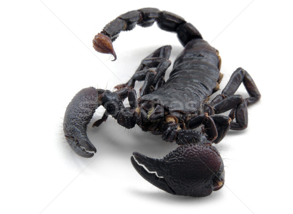 [[stock_photo]]: Scorpion · côté · studio · photographie