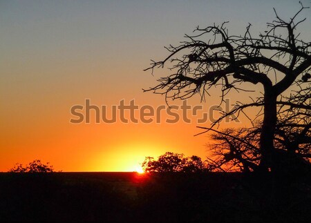 Baobab tree at Kubu Island Stock photo © prill