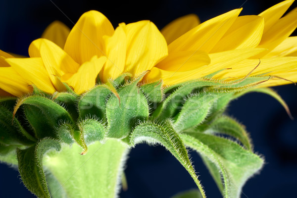 sunflower closeup shot Stock photo © prill