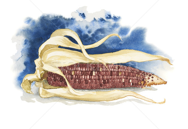 corncob watercolor painting Stock photo © prill