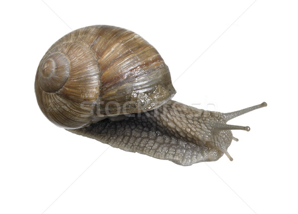 backside of a grapevine snail Stock photo © prill