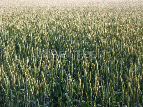 Stockfoto: Full · frame · detail · groene · avond · tijd