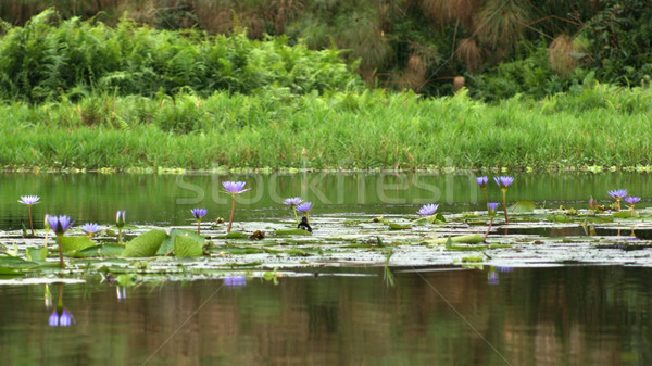Lake Victoria near Entebbe Stock photo © prill