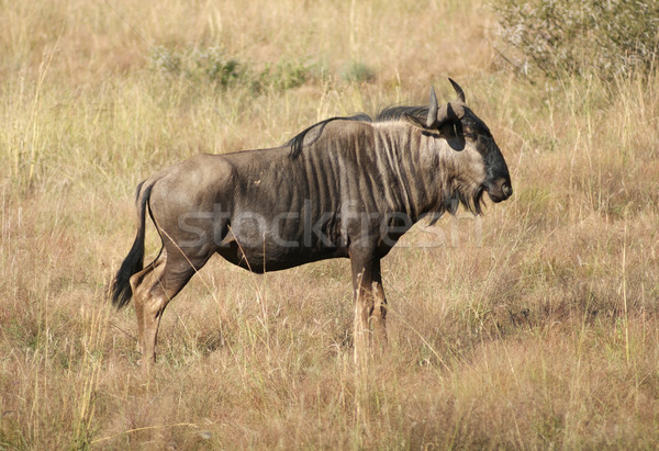 wildebeest in Botswana Stock photo © prill