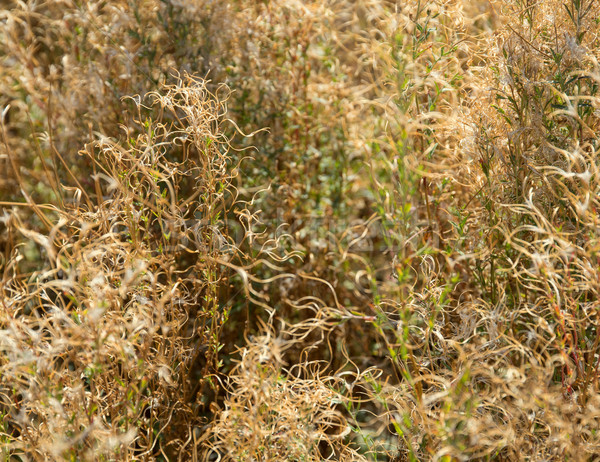 dry plant background Stock photo © prill
