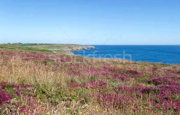 Kolorowy roślinność szczegół około krajobraz morza Zdjęcia stock © prill