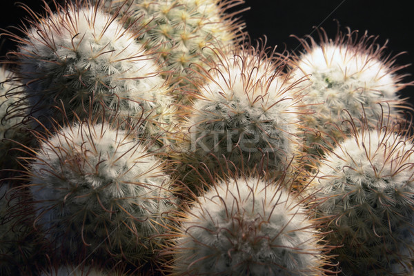 cactus closeup Stock photo © prill