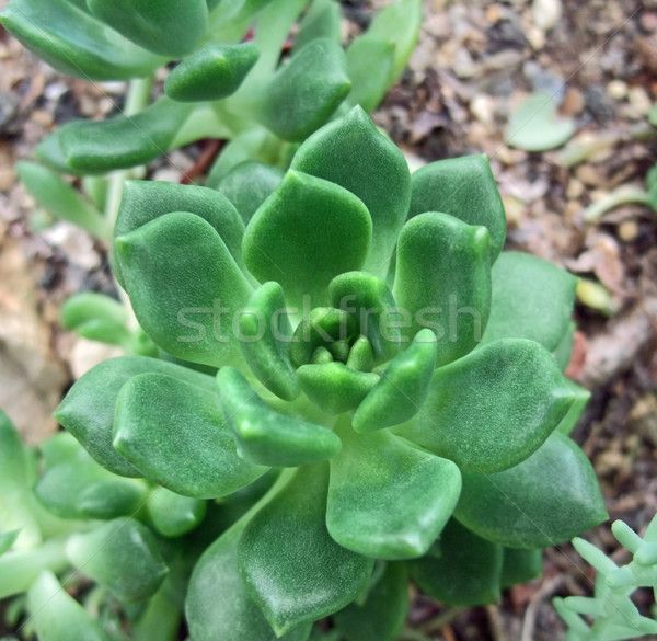 succulent plant detail Stock photo © prill
