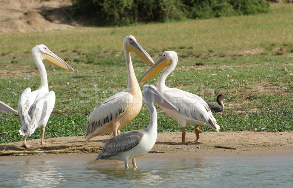 Groot witte afrika landschap vogels Oeganda Stockfoto © prill