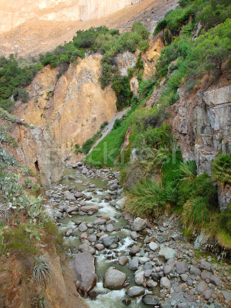 vegetation at Colca Canyon Stock photo © prill