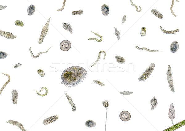 lots of various microorganisms Stock photo © prill