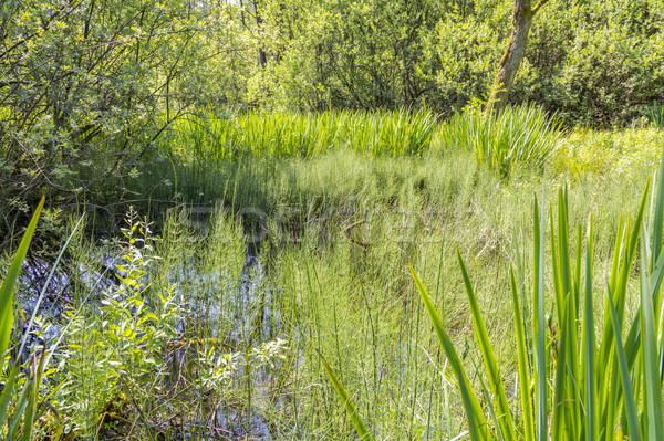 Stock photo: sunny wetland scenery