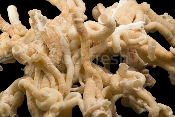 Stock photo: serpulid worm tubes