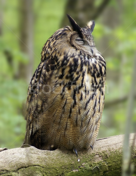 Eurasian Eagle-owl Stock photo © prill