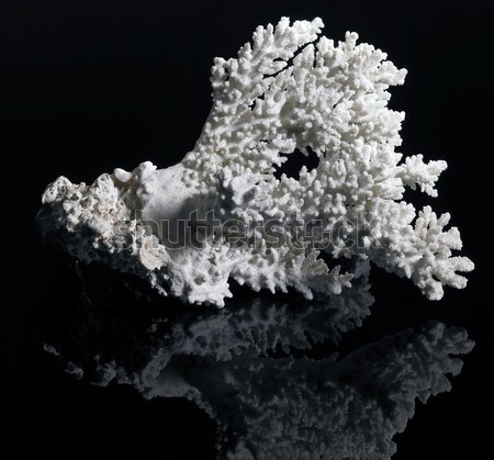 Blanche corail gris réfléchissant Retour propre [[stock_photo]] © prill