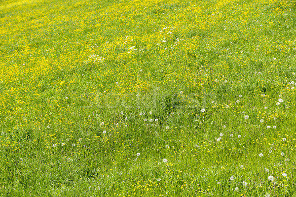 meadow at springtime Stock photo © prill