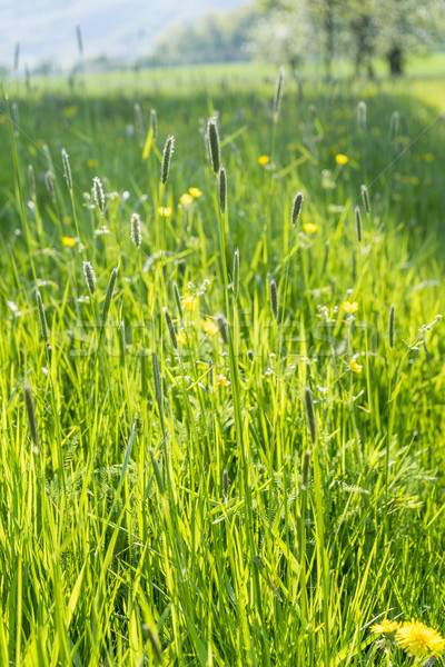 sunny illuminated grassland scenery Stock photo © prill