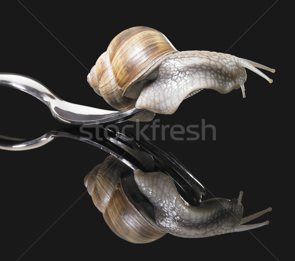 Weinrebe Schnecke Gabel Studio Fotografie dunkel Stock foto © prill