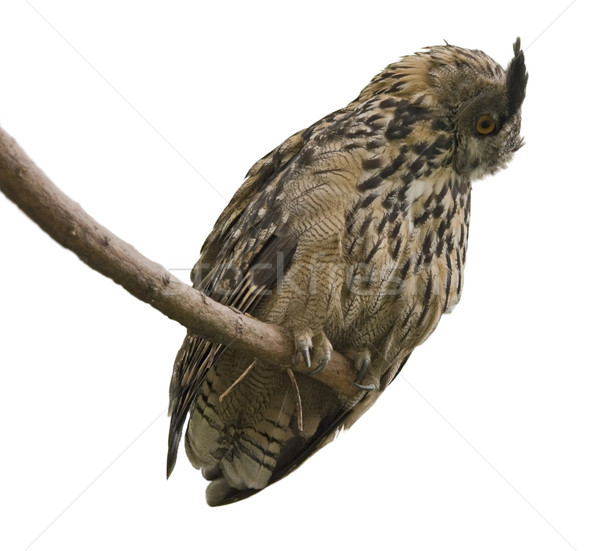 Eagle Owl in white back Stock photo © prill
