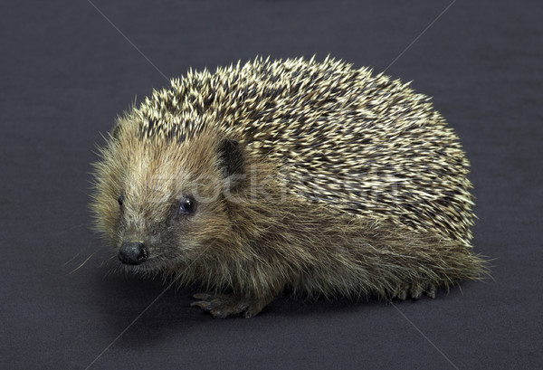 Stock photo: hedgehog in dark back