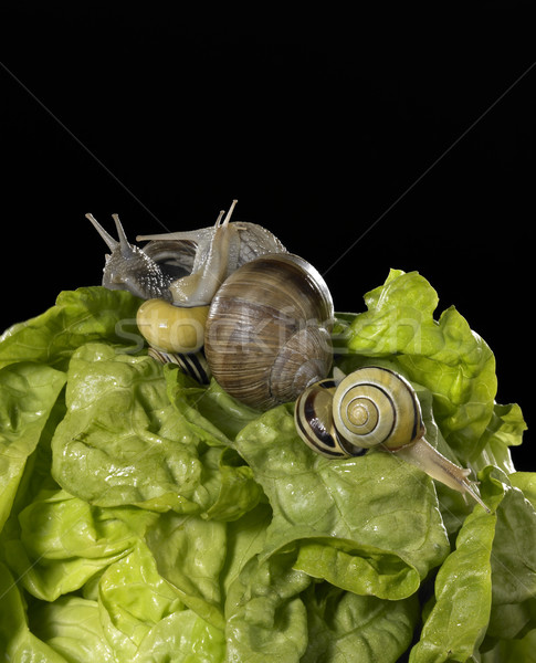 lettuce and snails closeup Stock photo © prill