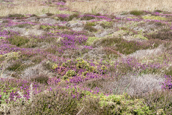 colorful heath vegetation Stock photo © prill