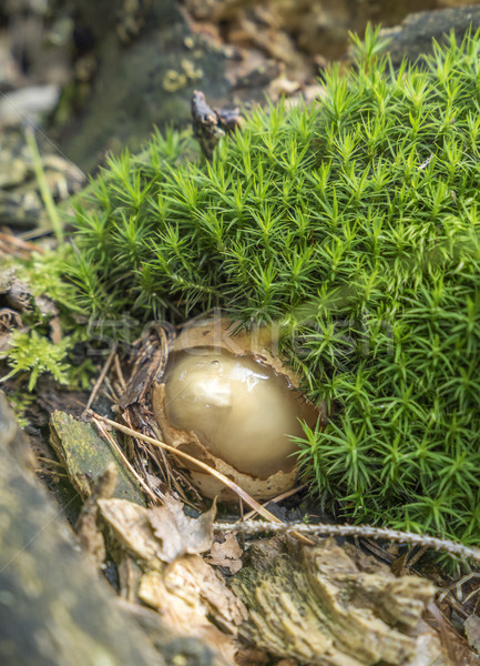 common stinkhorn egg Stock photo © prill