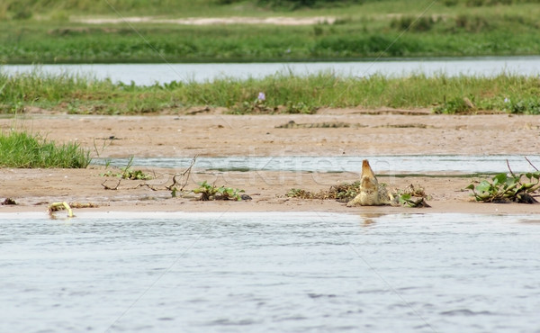 Stock photo: Nile crocodile waterside