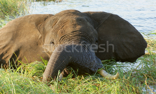 elephant in Botswana Stock photo © prill