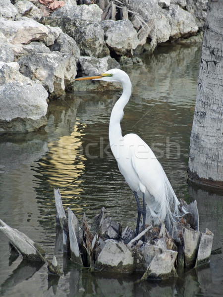 water and egret Stock photo © prill