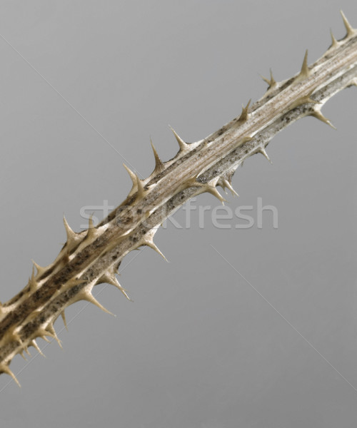 Stock photo: thorny twig detail