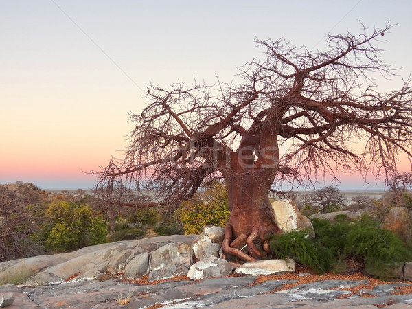 Castaño árbol isla paisaje pan Foto stock © prill