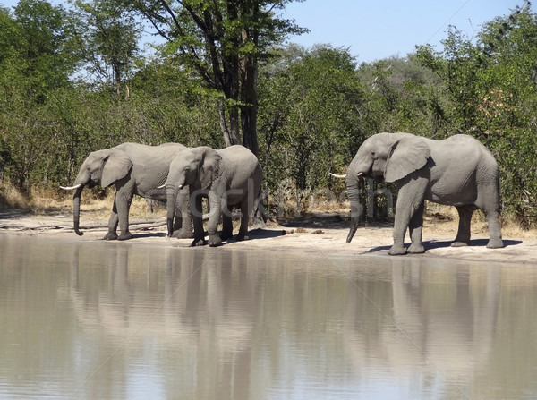 Elephants in Botswana Stock photo © prill