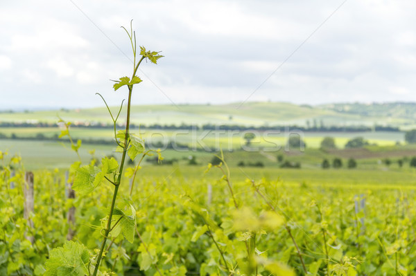 winegrowing around Loerzweiler Stock photo © prill