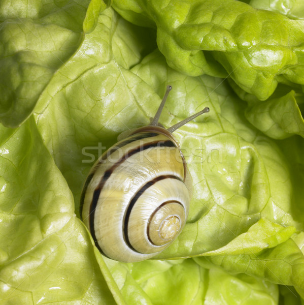 Liget csiga zöld saláta stúdió fotózás Stock fotó © prill
